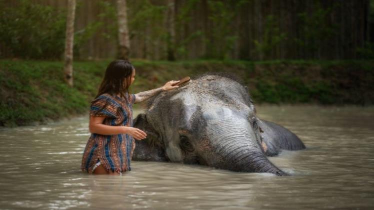 Ethical Elephant Sanctuary Phuket