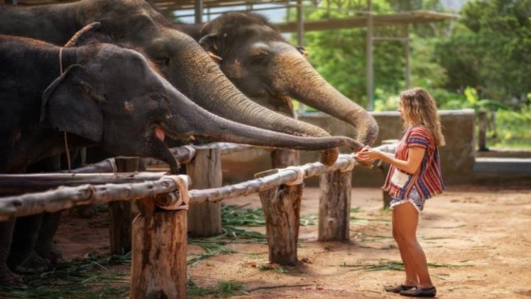 Ethical Elephant Sanctuary